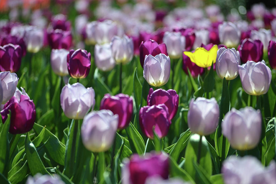 Article Not Your __Garden Variety__Identity